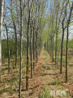 10公分速生白蜡