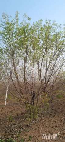 高度500厘米丛生元宝枫