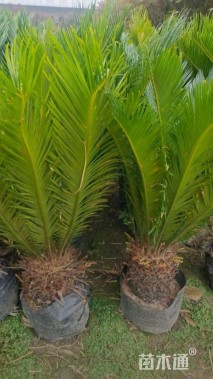 裸干高70厘米铁树