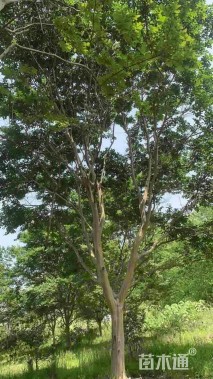 高度888厘米红花紫薇