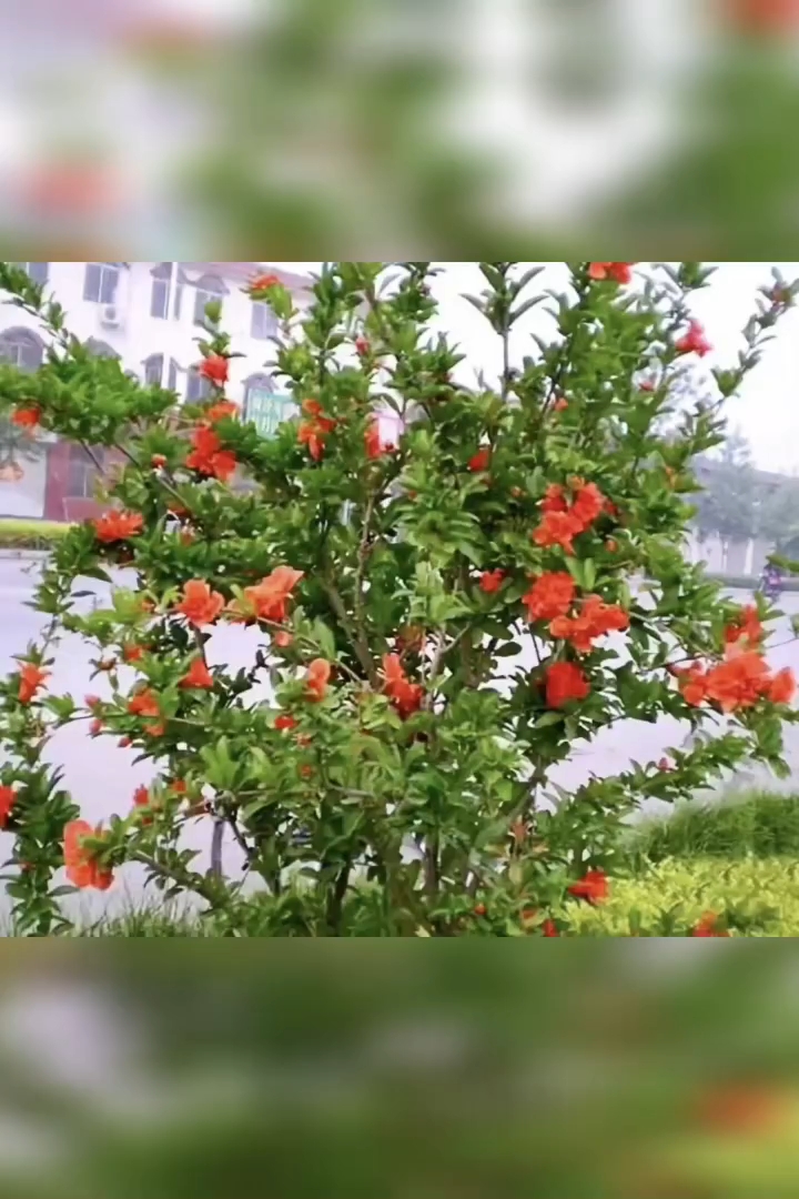 高度200厘米花石榴
