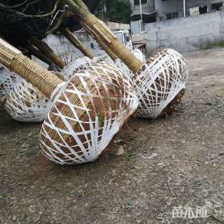 18公分桢楠