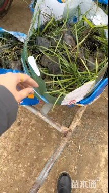 高度20厘米兰花