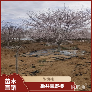 15公分染井吉野樱