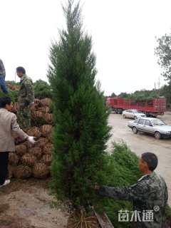 高度350厘米蜀桧