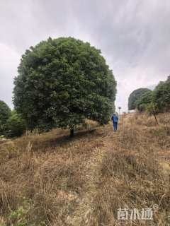 高度650厘米丛生桂花