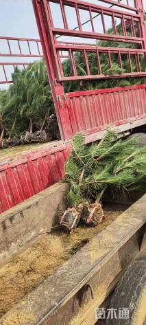 高度200厘米黑松