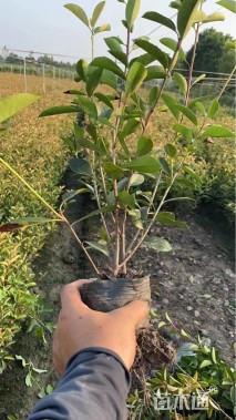 高度35厘米红叶石楠小苗
