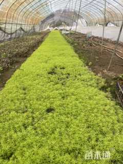 高度10厘米佛甲草