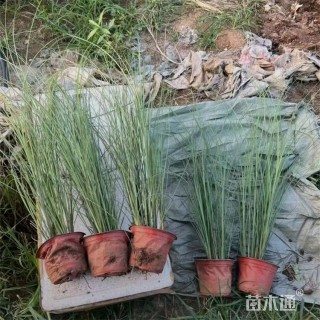 高度60厘米晨光芒