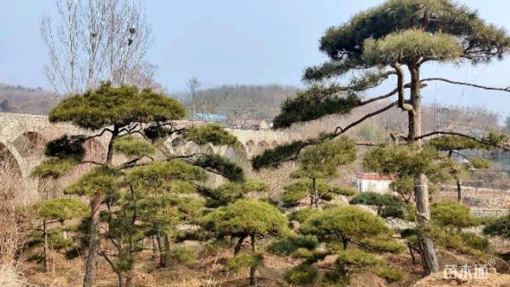 20公分造型黑松