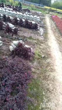 高度40厘米红花继木