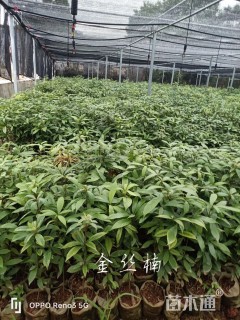 0.8公分金丝楠木