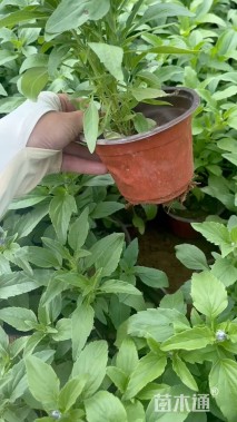 高度30厘米一串蓝