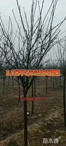 5公分五角枫