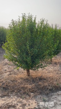 高度250厘米木槿