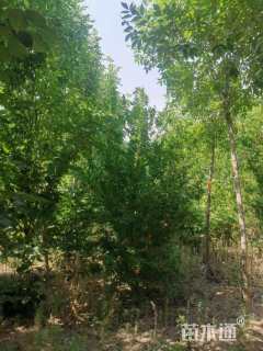 高度200厘米花石榴