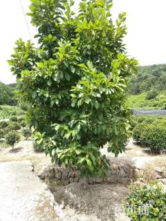 5公分紫玉兰