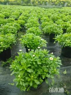 高度20厘米白晶菊