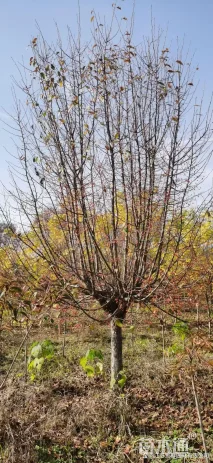 20公分北美海棠