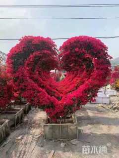 高度150厘米三角梅