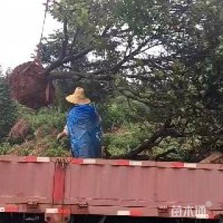 200公分杨梅