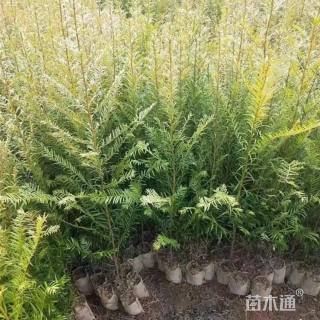 高度50厘米红豆杉小苗