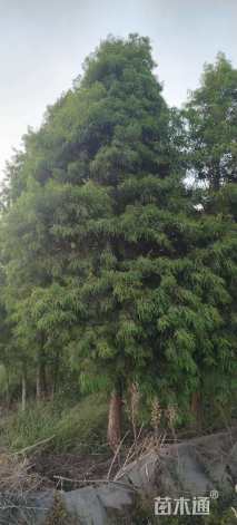 11公分墨西哥落羽杉