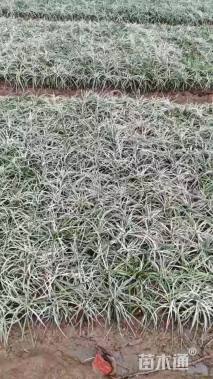 高度20厘米沿阶草