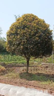 20公分桂花