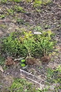 高度60厘米瓜子黄杨
