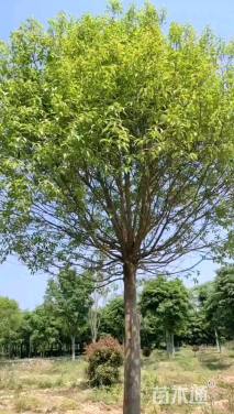 16公分红果冬青