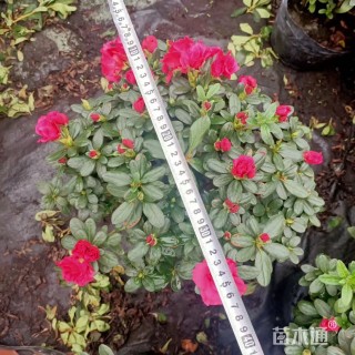 高度35厘米杜鹃