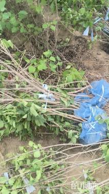 高度120厘米丛生紫丁香