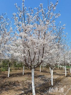 5公分樱花