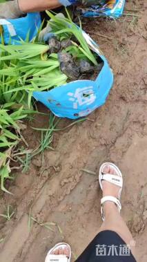 高度20厘米鸢尾