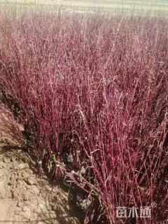 高度60厘米偃伏梾木