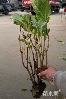 高度50厘米八仙花