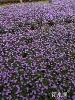 高度10厘米姬小菊