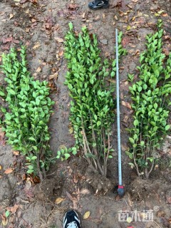 高度150厘米冬红北海道黄杨