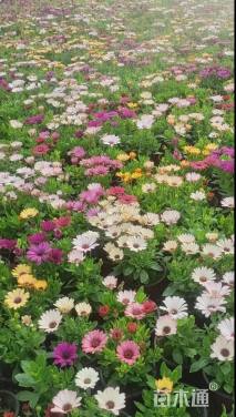 高度18厘米万寿菊