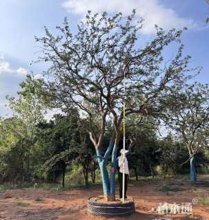 15公分丛生香橼