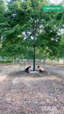 15公分榉树
