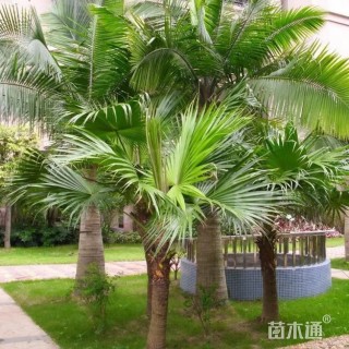 裸干高80厘米蒲葵