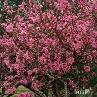 15公分菊花桃