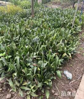 高度20厘米万年青