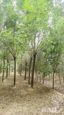 20公分白蜡