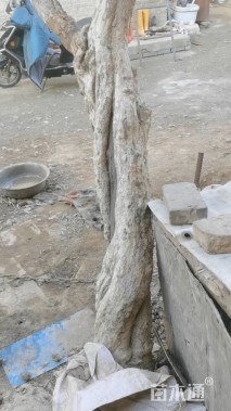高度200厘米石榴