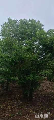 高度600厘米丛生大叶女贞