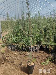 高度50厘米深秋红沙棘